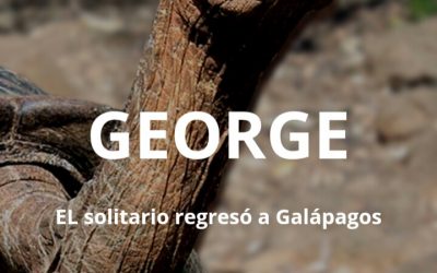 “GEORGE” EL solitario regresó a Galápagos