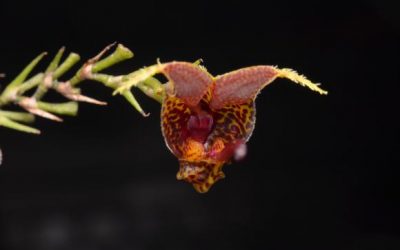 Dos especies endémicas de orquídeas se descubren en el Bosque Nublado del Carchi, al norte de Ecuador
