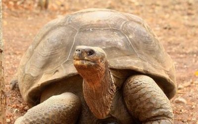 Eclosionan 3.000 huevos de tortugas en un centro crianza en Galápagos en 23 años