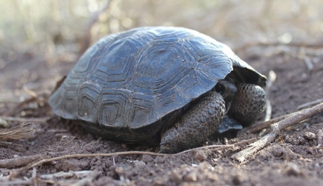 Después de 100 años, vuelven a nacer tortugas en las Islas Galápagos