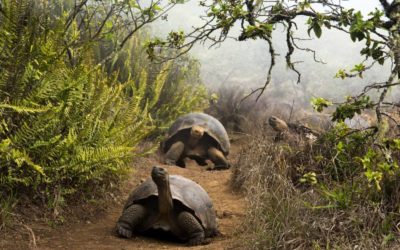 La longevidad de las tortugas de Galápagos  la descubren en un estudio.